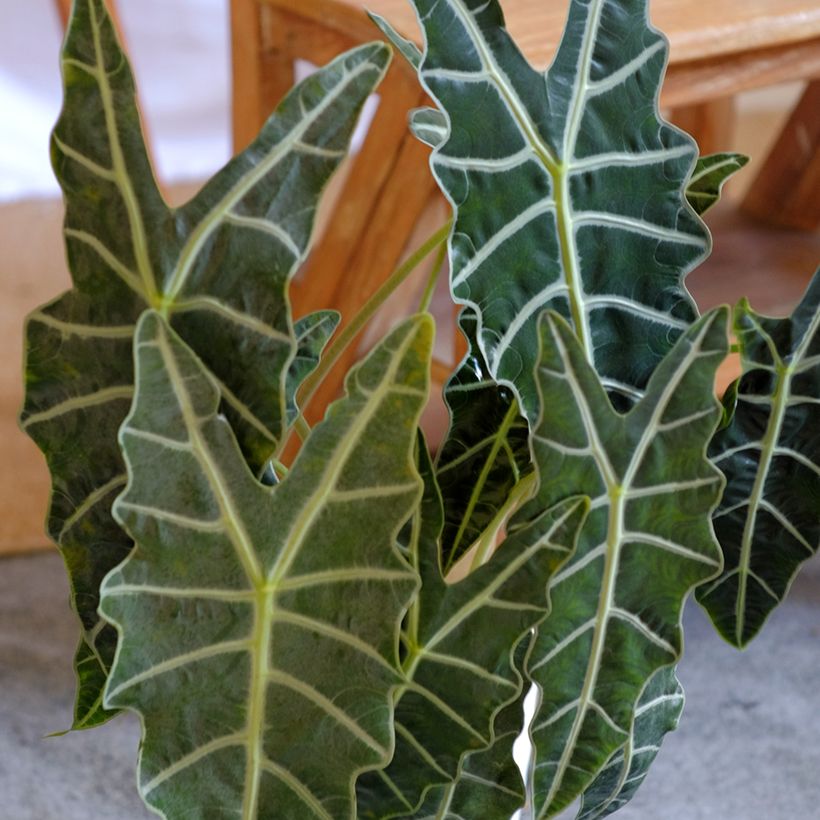 Alocasia Polly - Oreille d'éléphant (Feuillage)