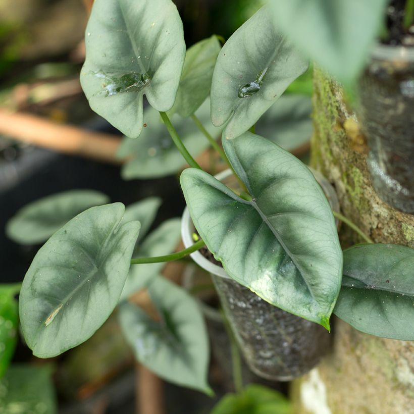 Alocasia reversa - Oreille d'éléphant (Feuillage)