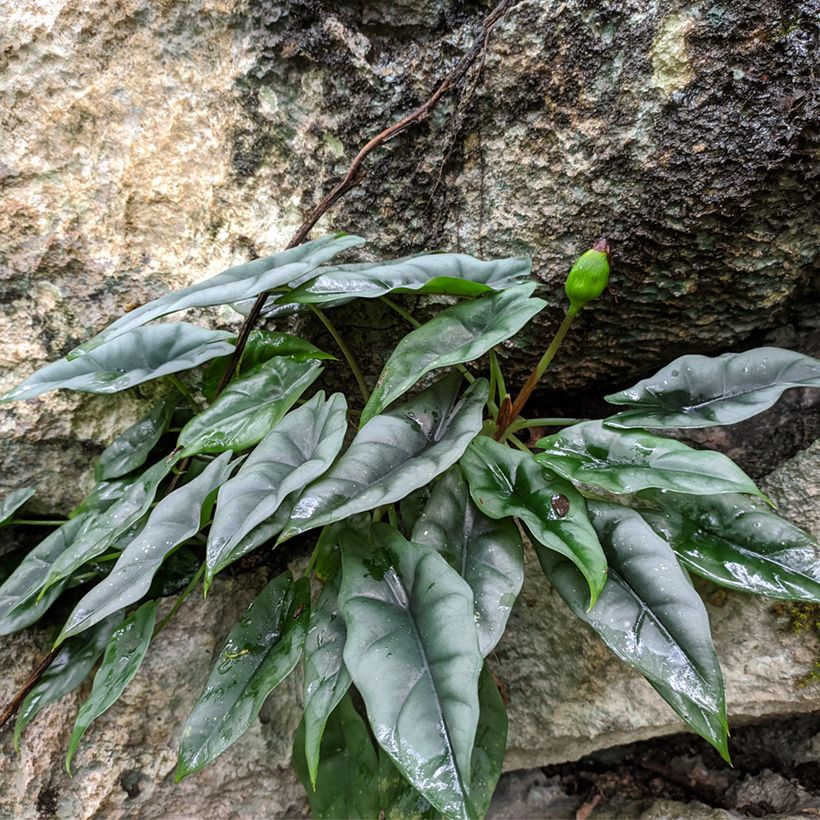 Alocasia reversa - Oreille d'éléphant (Port)