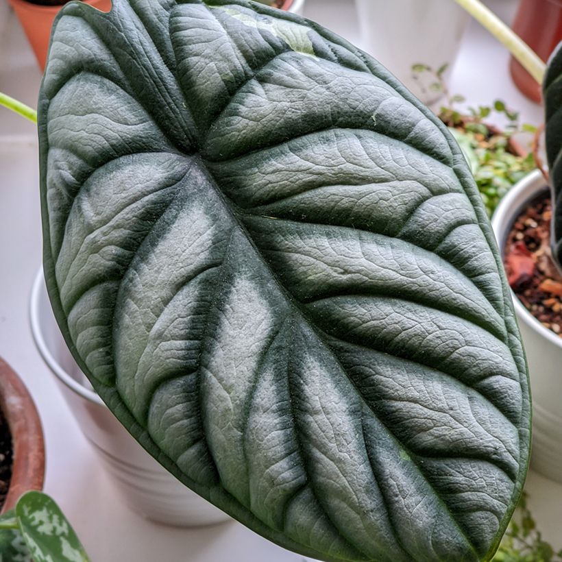 Alocasia Silver Dragon - Oreille d'éléphant (Feuillage)