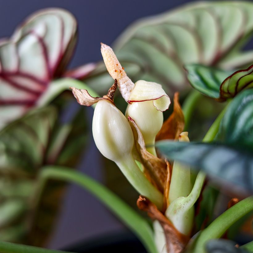 Alocasia Silver Dragon - Oreille d'éléphant (Floraison)