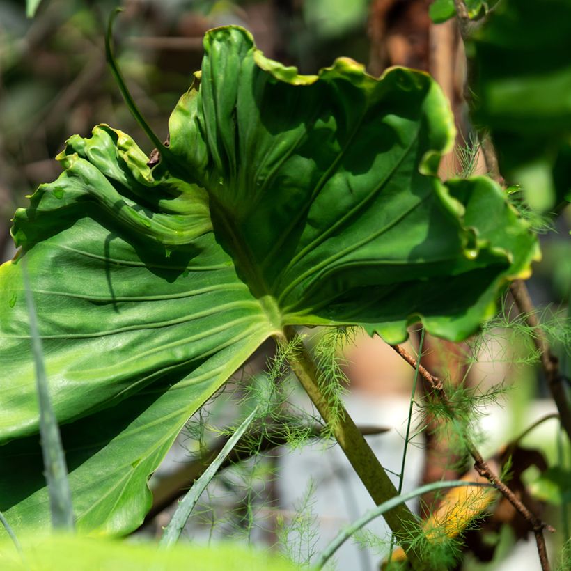 Alocasia Stingray - Oreille d'éléphant (Foliage)