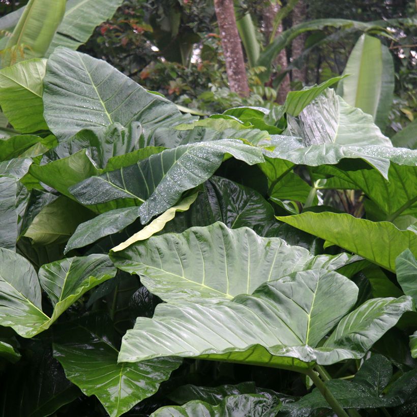 Alocasia Sumo - Oreille d'éléphant (Foliage)
