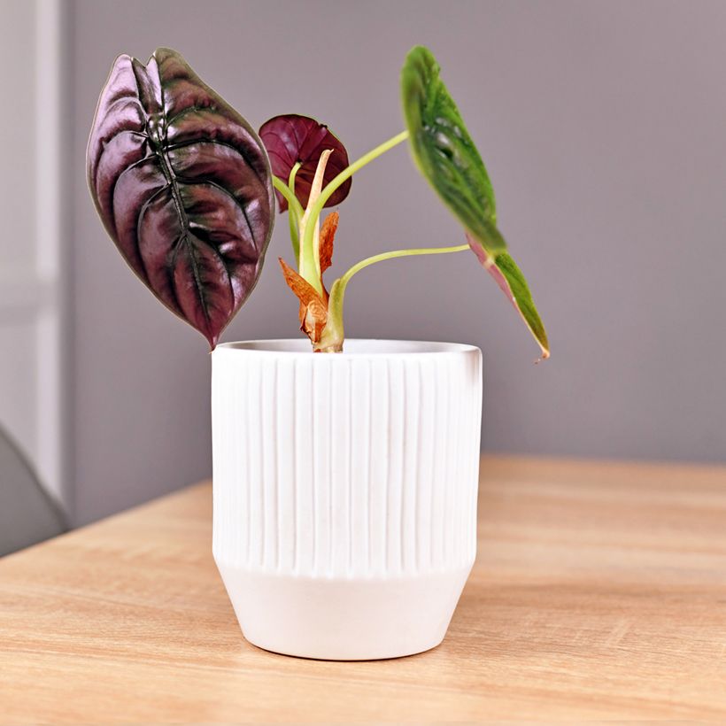 Alocasia azlanii - Oreille d'éléphant (Port)