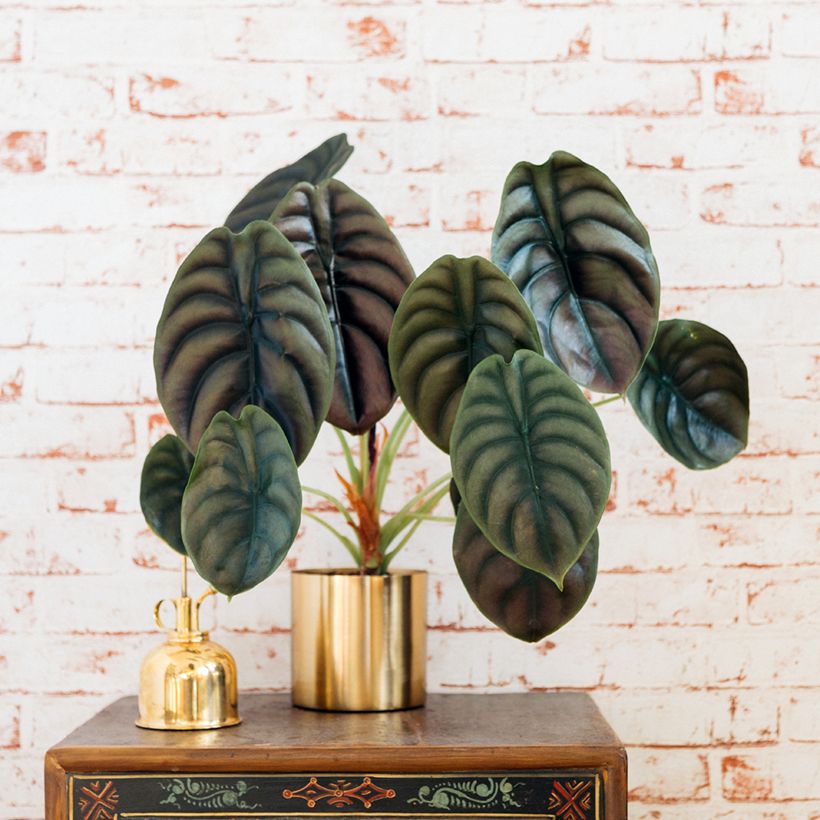 Alocasia cuprea Red - Oreille d'éléphant (Port)