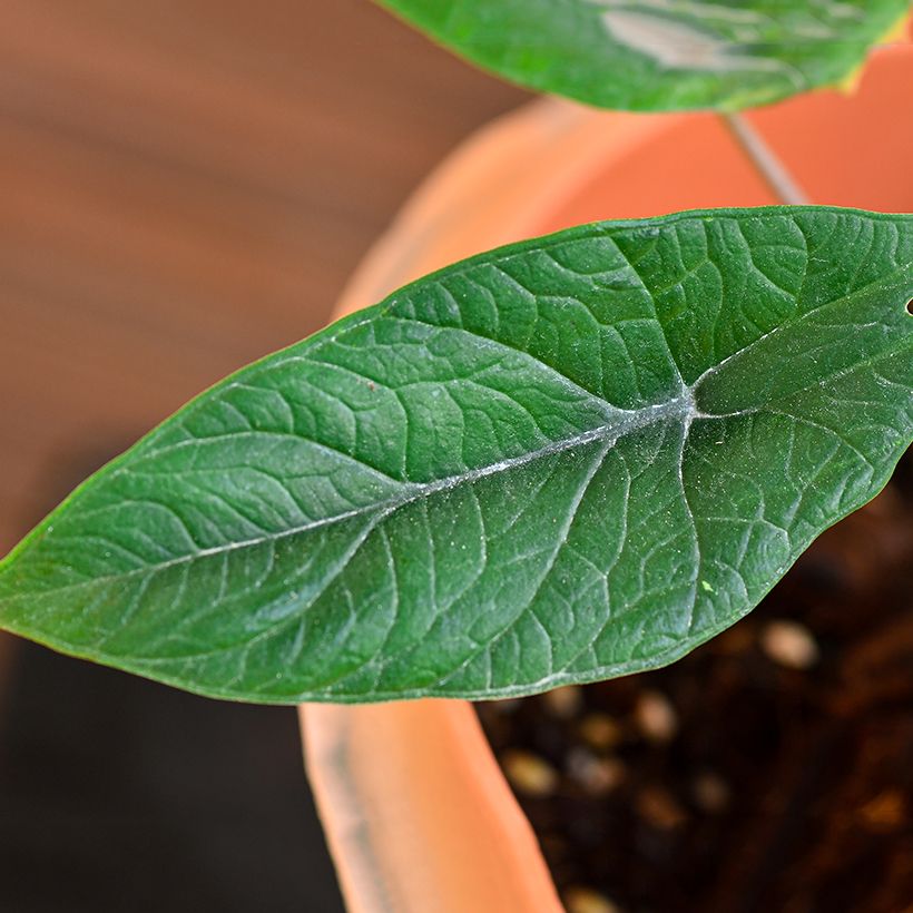 Alocasia scalprum - Oreille d'éléphant (Feuillage)