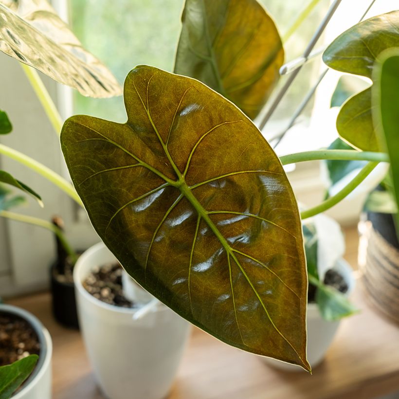 Alocasia wentii - Oreille d'éléphant (Feuillage)