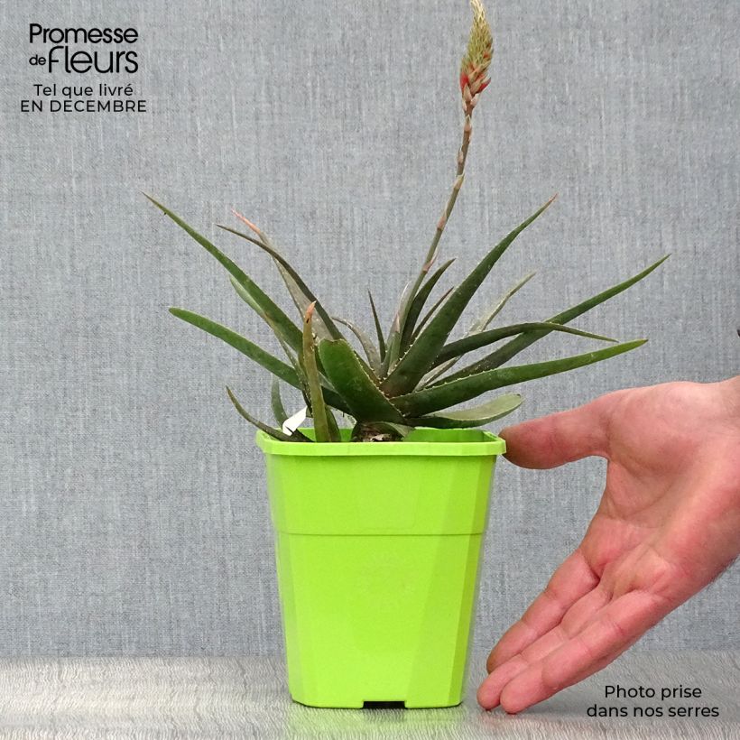 Spécimen de Aloe Safari Sunrise - Aloès Pot de 2L/3L tel que livré en hiver