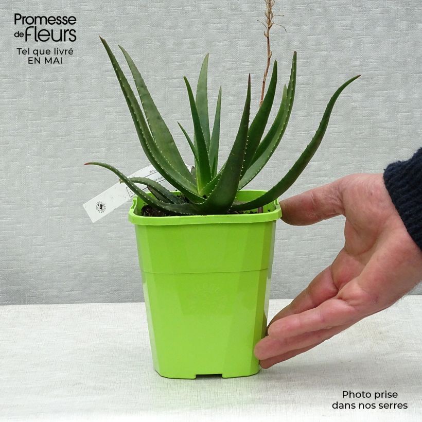 Spécimen de Aloe Safari Sunrise - Aloès Pot de 2L/3L tel que livré au printemps