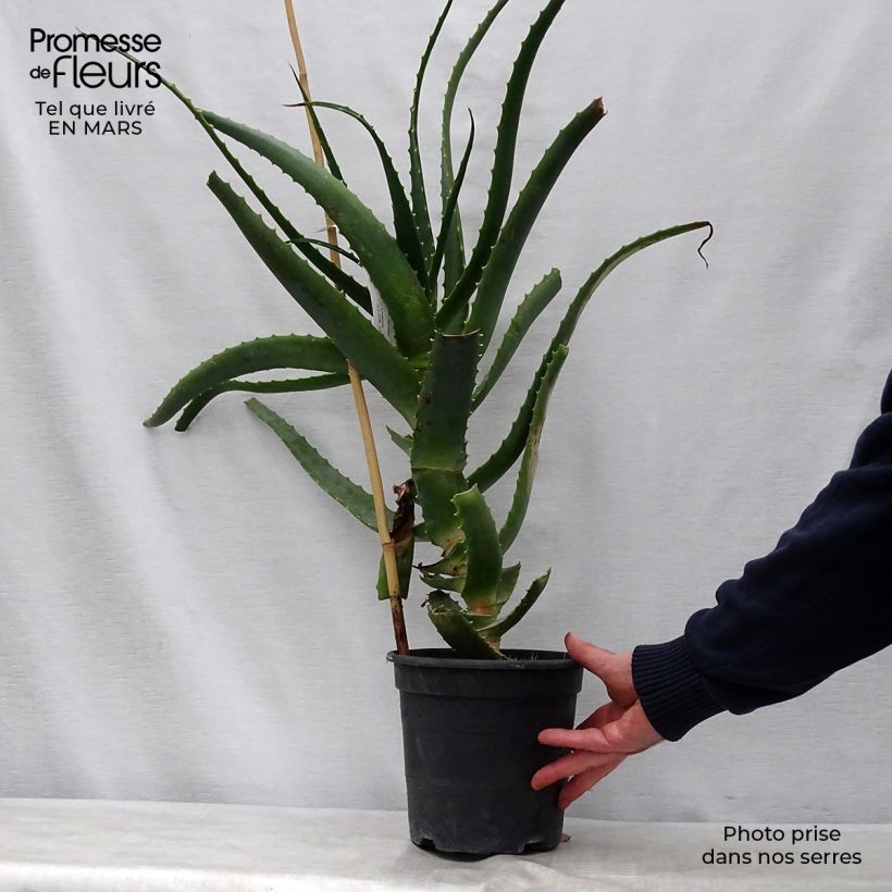 Example of Aloe arborescens - Aloès arborescent Pot de 2L/3L as you get in printemps