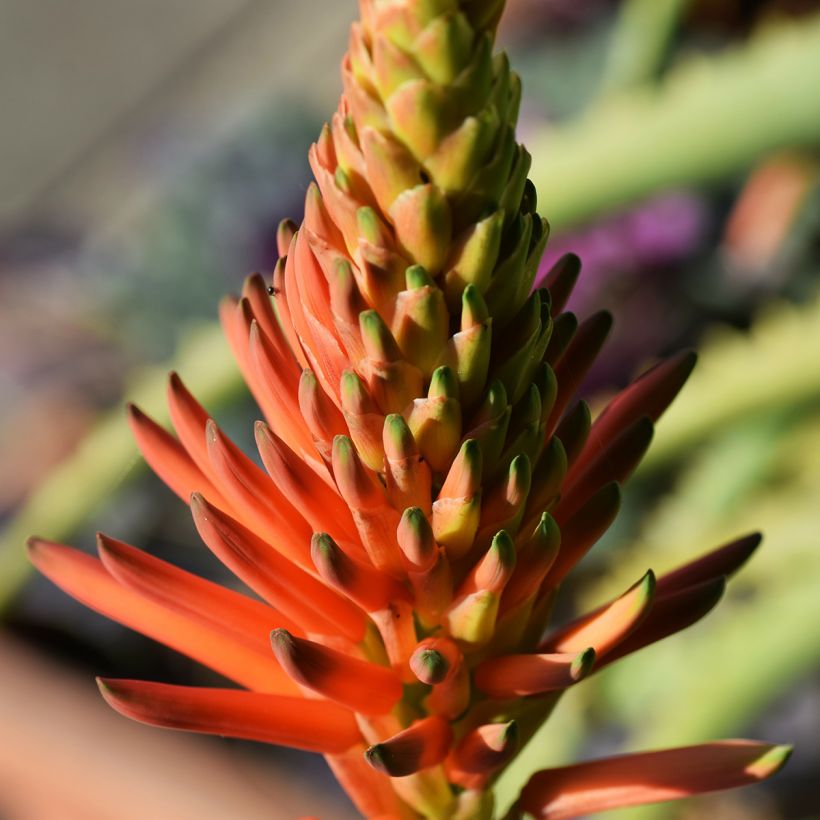 Aloe arborescens - Aloès arborescent (Flowering)