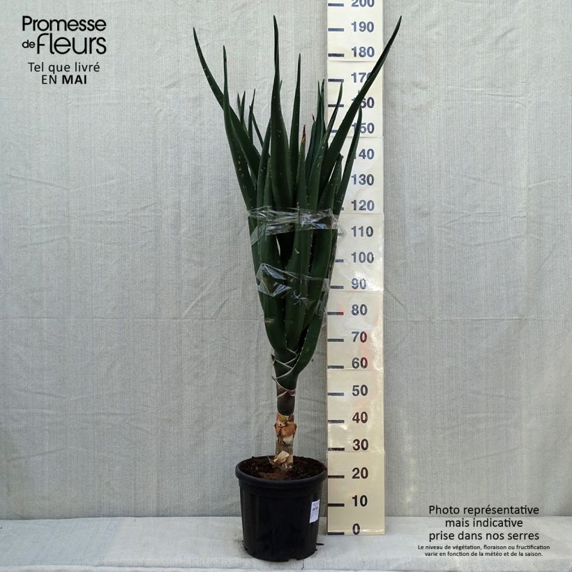 Spécimen de Aloe bainesii ou Aloe barberae - Aloès en arbre Pot de 7,5L/10L tel que livré au printemps