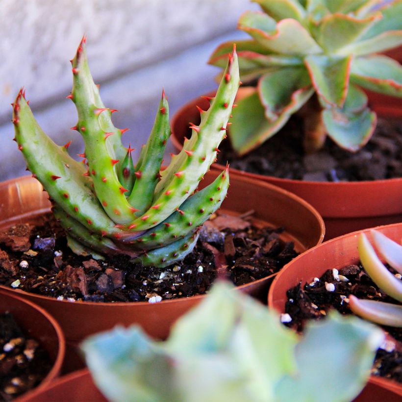 Aloe conifera Twirl - Aloès de Madagascar (Plant habit)