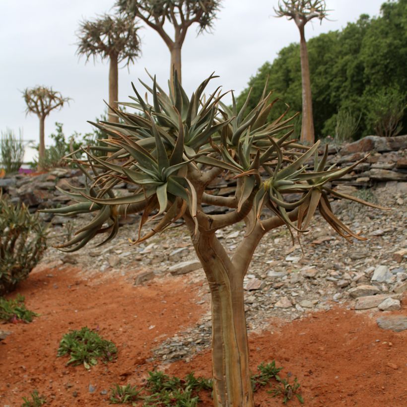 Aloe dichotoma - Arbre carquois (Plant habit)