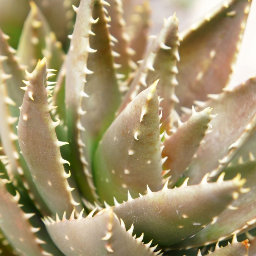 Aloe perfoliata (mitriformis) (Foliage)