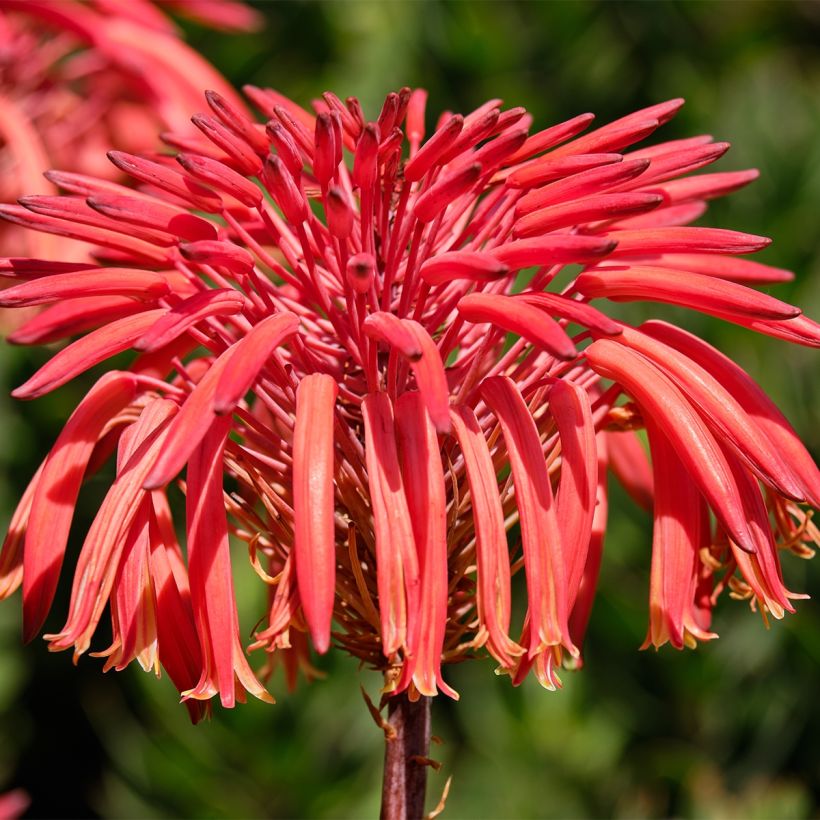 Aloe perfoliata (mitriformis) (Flowering)
