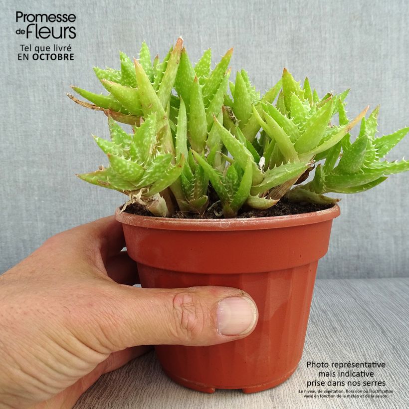 Spécimen de Aloe squarrosa Pot de 12 cm / 13 cm tel que livré en automne