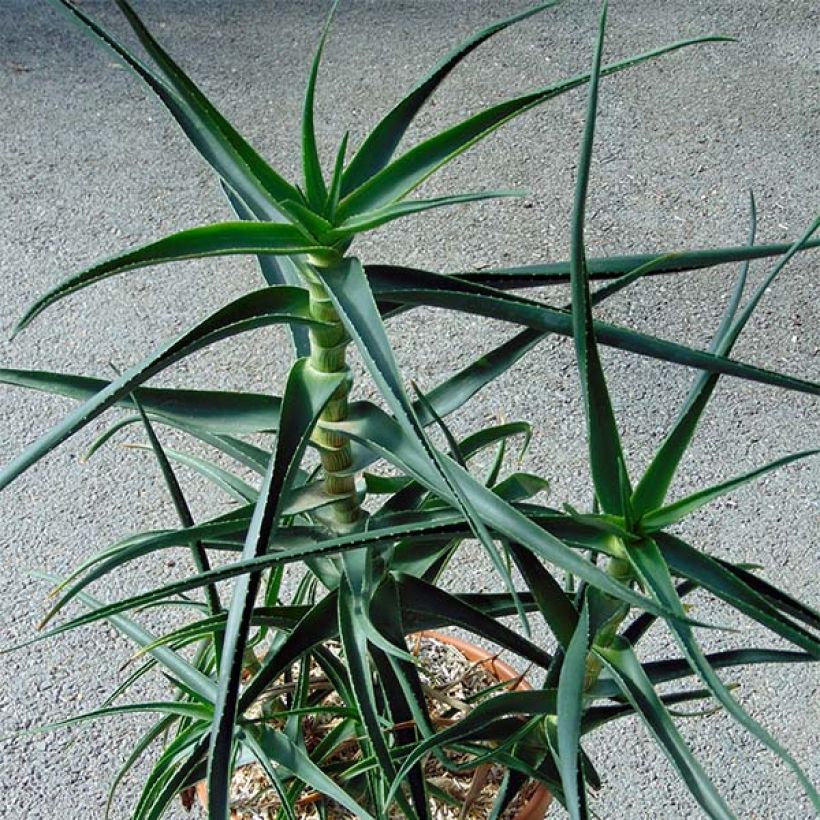 Aloe striatula - Aloès arbustif (Plant habit)