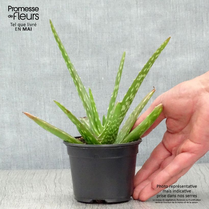 Example of Aloe vera - Aloes des Barbades Godet de 7/8 cm as you get in printemps