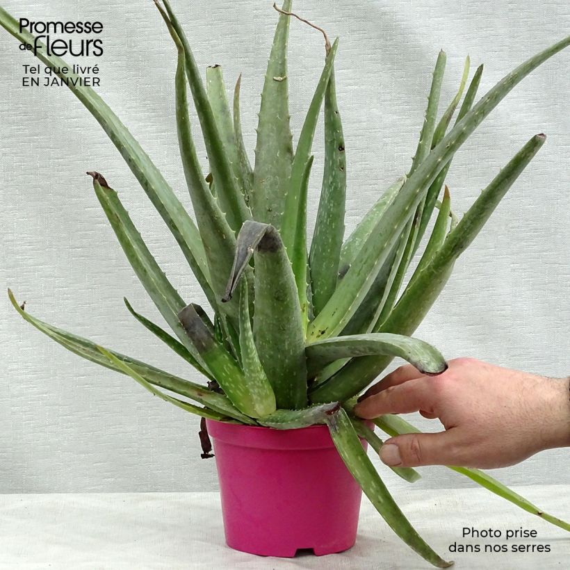 Example of Aloe vera - Aloes des Barbades Pot de 12 cm / 13 cm as you get in hiver
