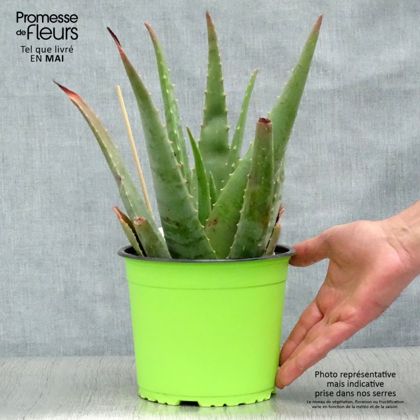 Example of Aloe vera - Aloes des Barbades Pot de 2L/3L as you get in printemps