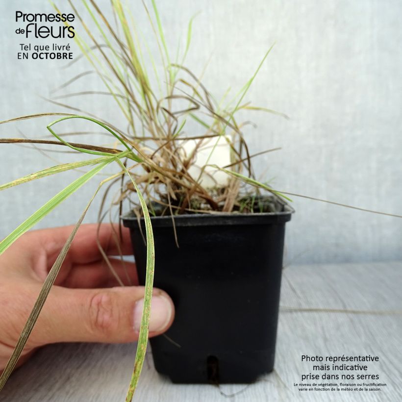 Spécimen de Alopecurus pratensis Aureovariegatus Godet de 8/9 cm tel que livré en automne