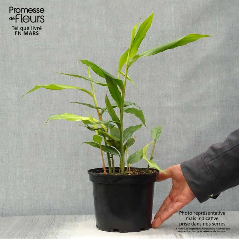 Example of Alpinia galanga - Grand Galanga Pot de 2L/3L as you get in printemps