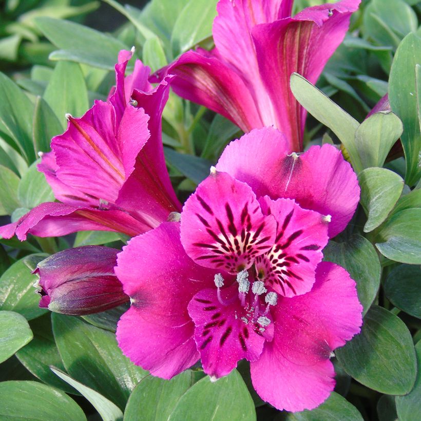 Alstroemère naine Pitchounes Leonie - Lys des Incas (Floraison)
