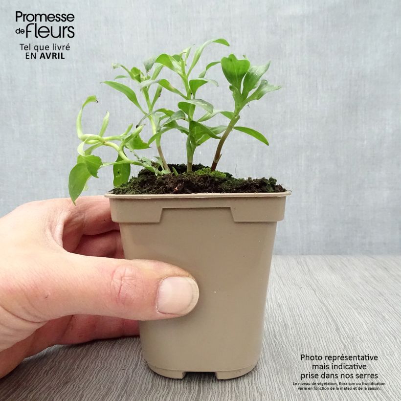 Spécimen de Alstroémère Duc Arthur - Lys des Incas Godet de 8/9 cm tel que livré au printemps