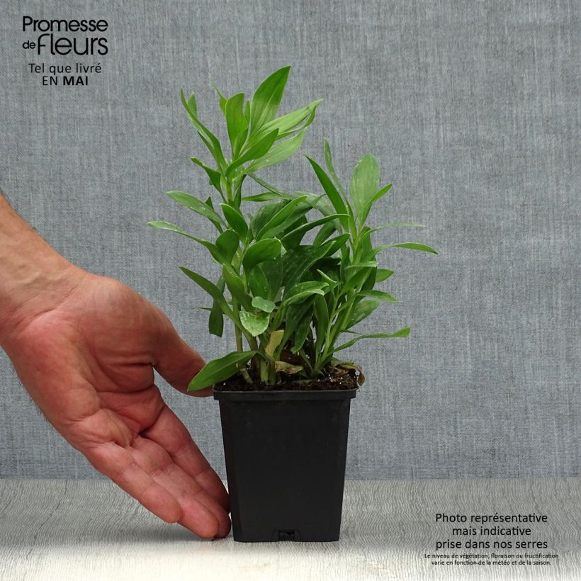 Spécimen de Alstroémère Duc d'Anjou François - Lys des Incas Godet de 8/9 cm tel que livré au printemps