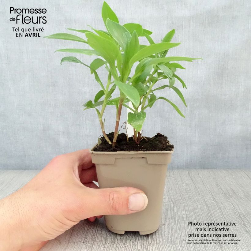 Spécimen de Alstroémère Duc d'Anjou Nicolas - Lys des Incas Godet de 8/9 cm tel que livré au printemps