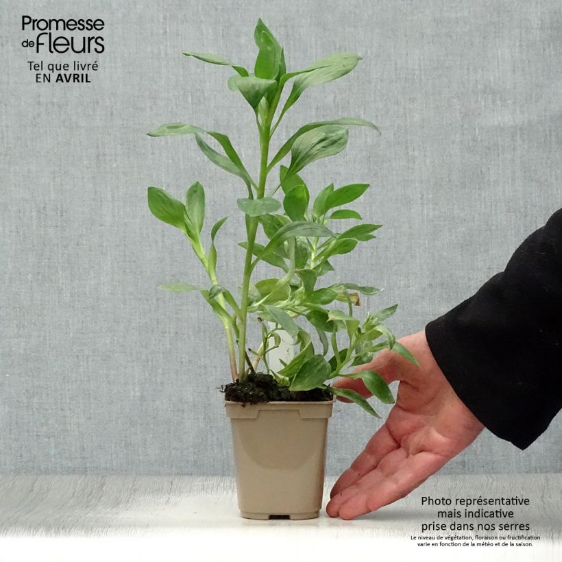 Spécimen de Alstroémère Duc d'Anjou William - Lys des Incas Godet de 8/9 cm tel que livré au printemps