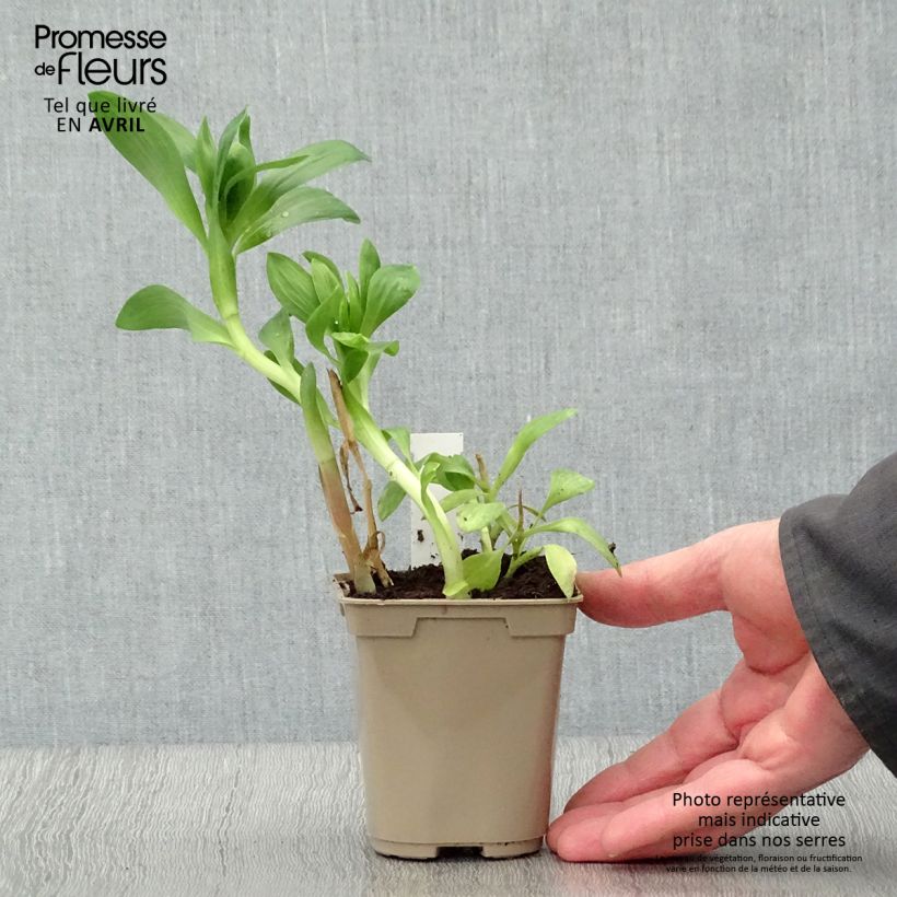 Spécimen de Alstroémère Duchesses Béatrice - Lys des Incas Godet de 8/9 cm tel que livré au printemps