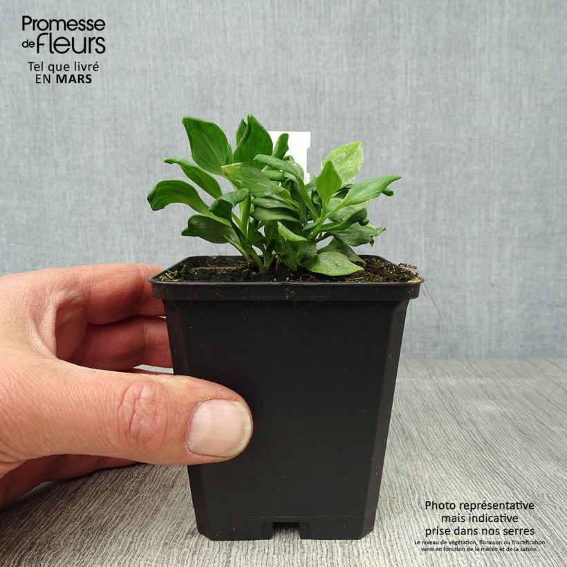 Example of Alstroémère Duchesses Diane - Lys des Incas Godet de 8/9 cm as you get in printemps