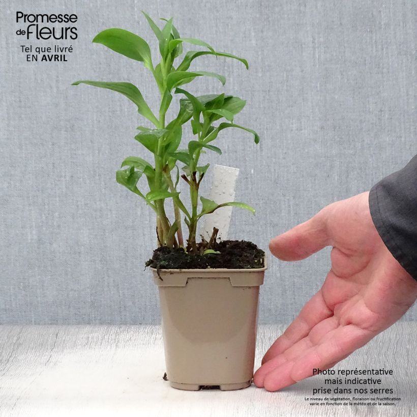 Example of Alstroémère Duchesses Elisabeth - Lys des Incas Godet de 8/9 cm as you get in printemps