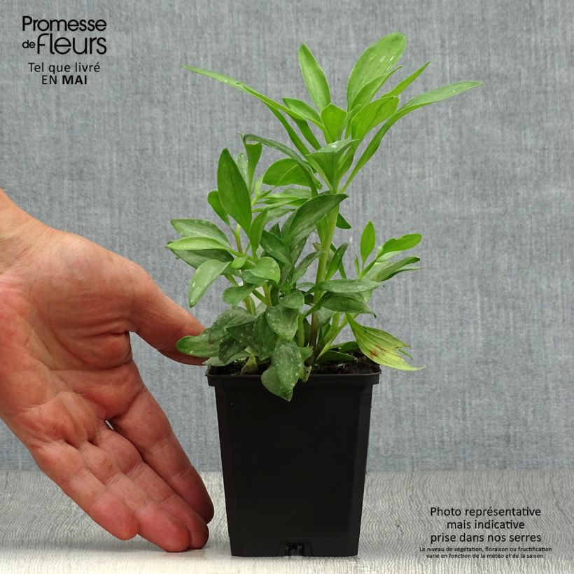 Example of Alstroémère Duchesses Isabelle - Lys des Incas Godet de 8/9 cm as you get in printemps