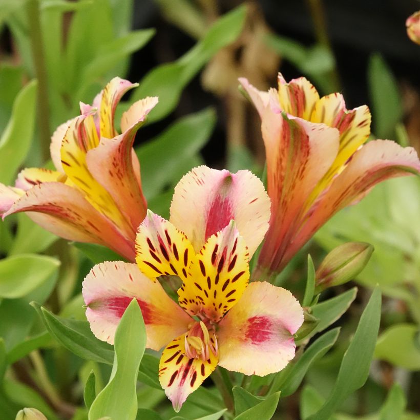 Alstroémère Duchesses Marguerite - Lys des Incas (Floraison)