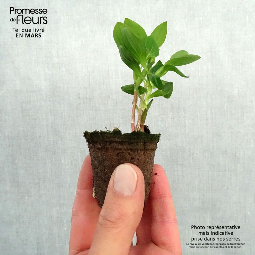 Spécimen de Alstroemère Inticancha Dark Purple - Lis des Incas Motte 4 cm x 4,5 cm, Livré en plant vert de 5 à 10 cm de hauteur tel que livré au printemps