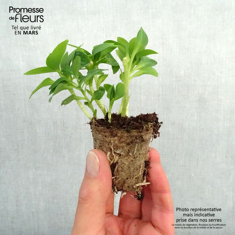 Spécimen de Alstroemère Inticancha Magic White - Lis des Incas Motte 4 cm x 4,5 cm, Livré en plant vert de 5 à 10 cm de hauteur tel que livré au printemps