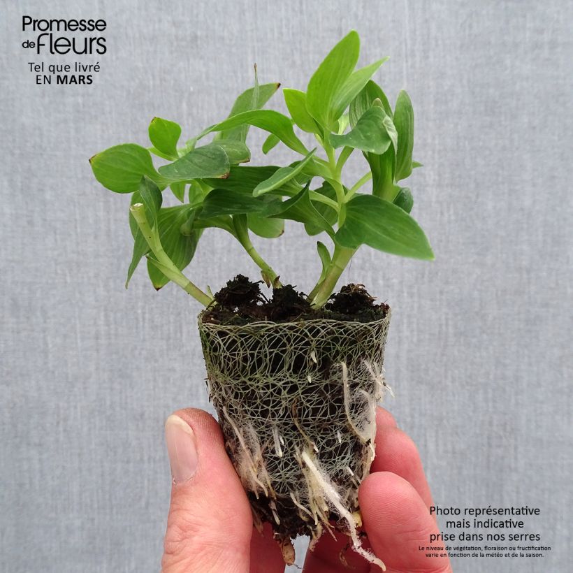 Example of Alstroemère Inticancha Navayo - Lis des Incas Motte 4 cm x 4,5 cm, Plant vert de 5 à 10 cm de haut as you get in printemps