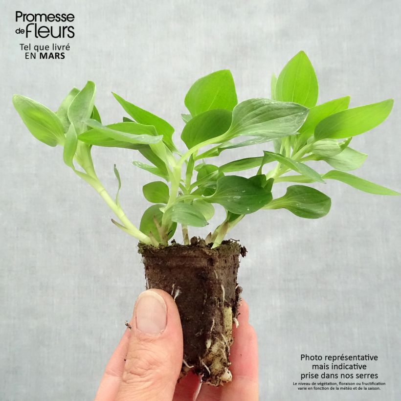 Spécimen de Alstroemère Inticancha Sunday - Lis des Incas Motte 4 cm x 4,5 cm, Plant vert de 5 à 10 cm de hauteur tel que livré au printemps