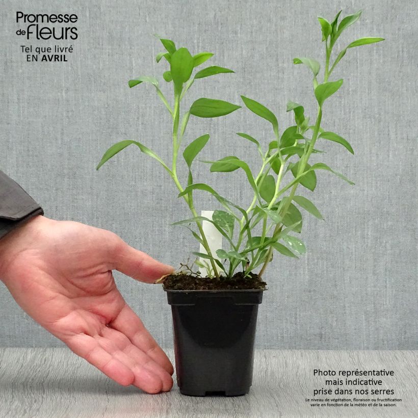Spécimen de Alstroémère haute Majestic Layon - Lys des Incas Godet de 8/9 cm tel que livré au printemps
