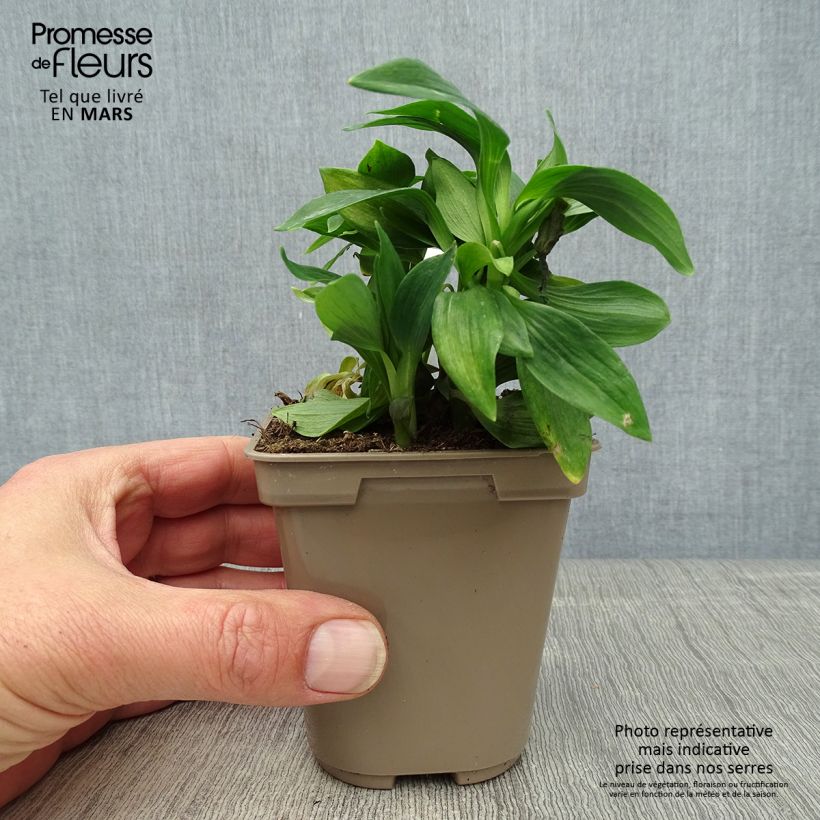 Spécimen de Alstroémère haute Majestic Mazé - Lys des Incas Godet de 8/9 cm tel que livré au printemps