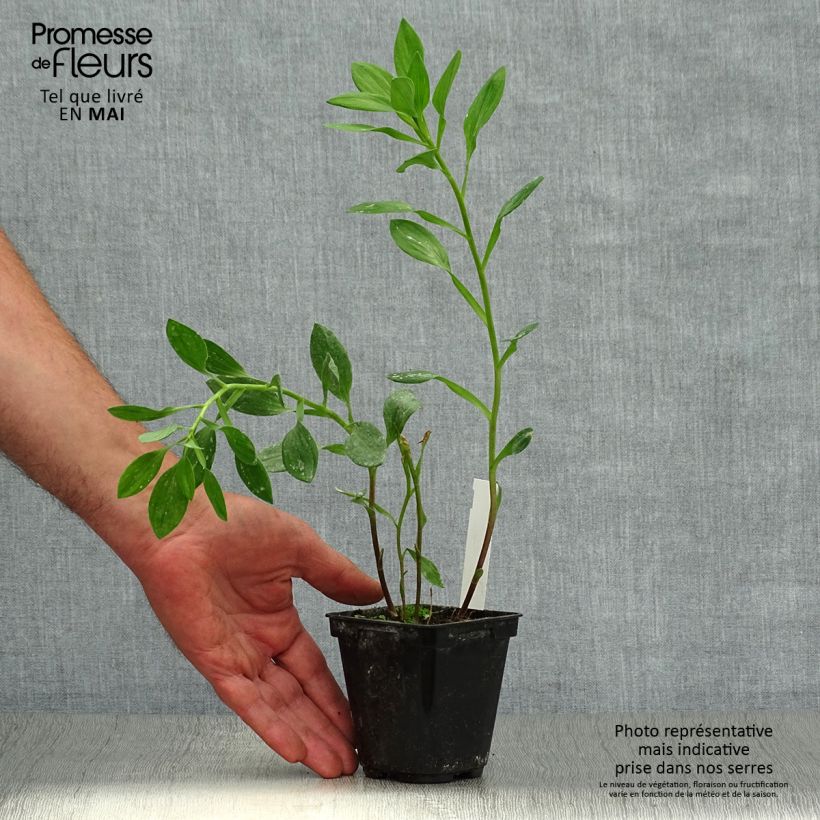 Spécimen de Alstroémère haute Majestic Tiercé - Lys des Incas Godet de 8/9 cm tel que livré au printemps