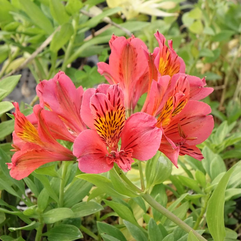 Alstroémère haute Majestic Tiercé - Lys des Incas (Floraison)