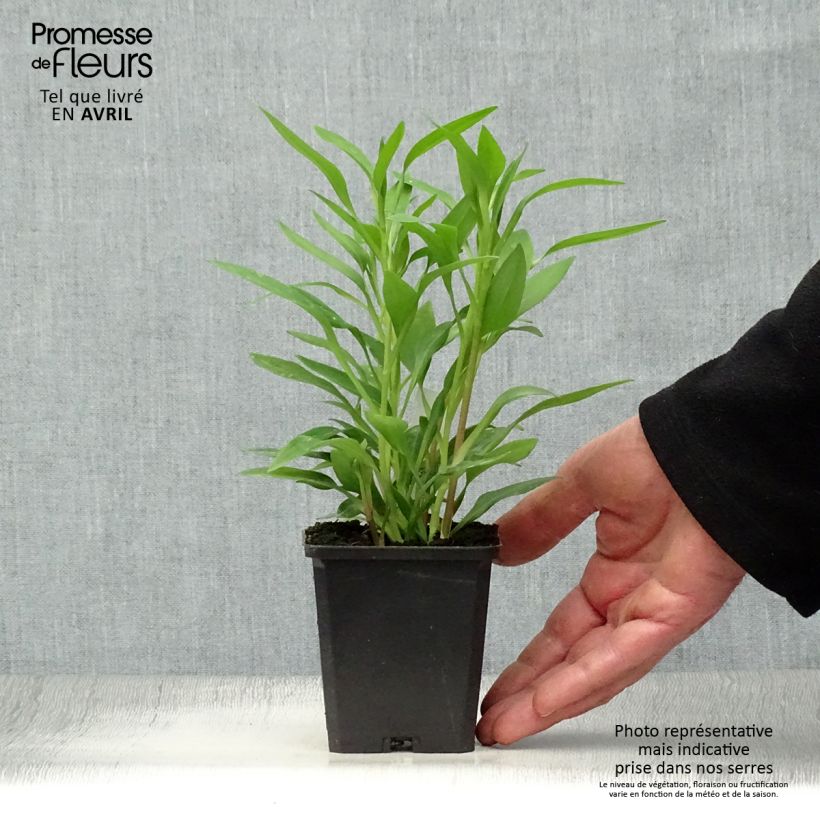 Spécimen de Alstroémère haute Majestics Avrillé - Lys des Incas Godet de 8/9 cm tel que livré au printemps