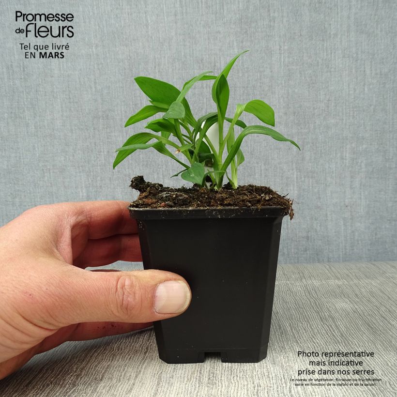 Spécimen de Alstroémère haute Majestics Briançon - Lys des Incas Godet de 8/9 cm tel que livré au printemps