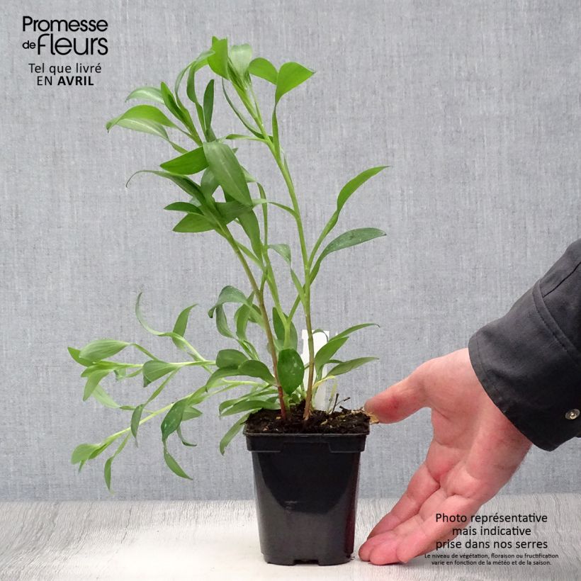 Spécimen de Alstroémère haute Majestics Brissac - Lys des Incas Godet de 8/9 cm tel que livré au printemps