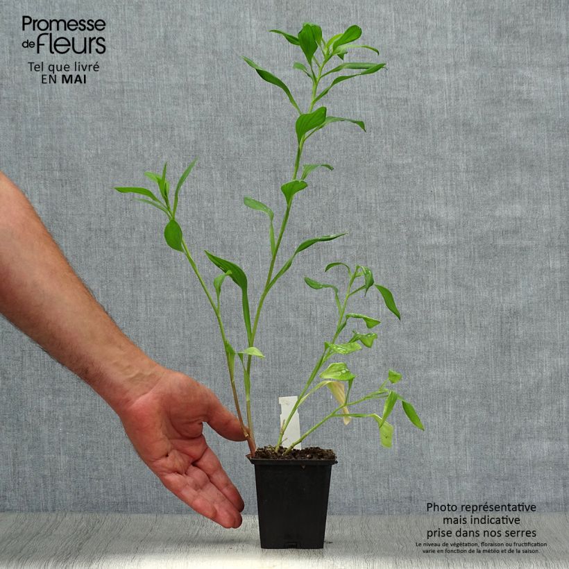 Example of Alstroémère haute Majestics Chartrené Godet de 8/9 cm as you get in printemps