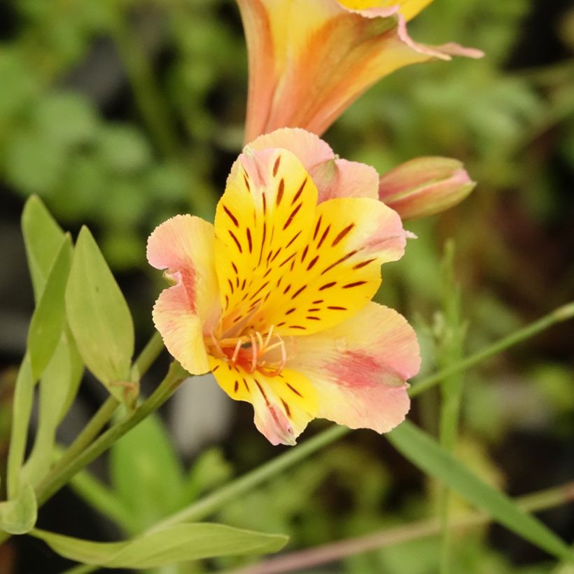 Alstroémère haute Majestics Chartrené (Floraison)